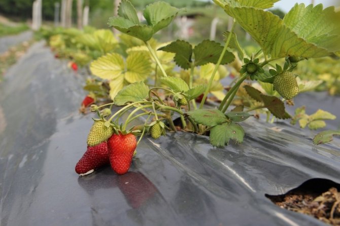 Giresun’da Çilek Üretimi Yüz Güldürdü