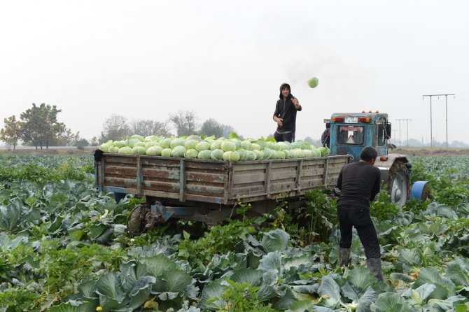 Azerbaycan’da Savaşa Rağmen Hasat Devam Ediyor