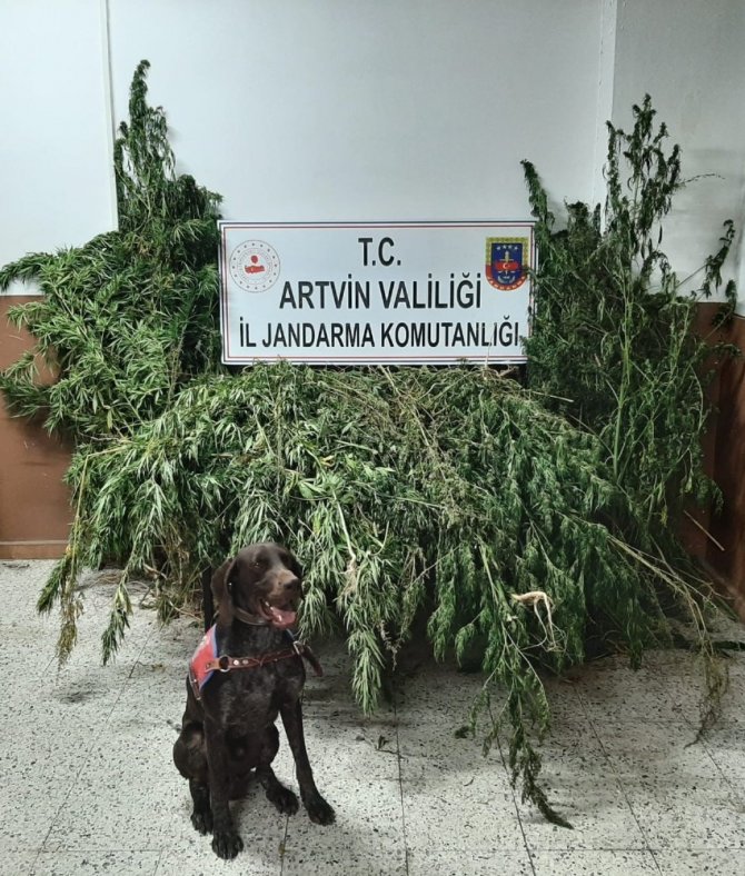 Uyuşturucu Köpeği “Sakıt” Suçlulara Göz Açtırmıyor