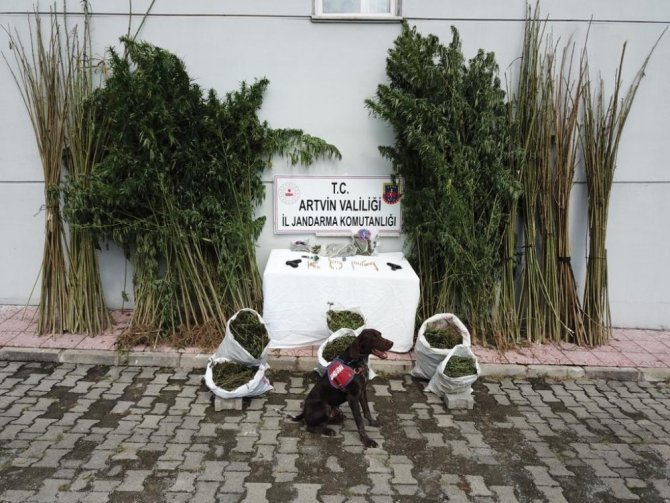 Uyuşturucu Köpeği “Sakıt” Suçlulara Göz Açtırmıyor