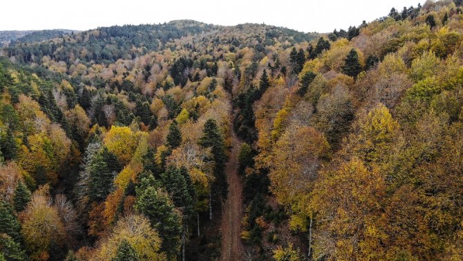 Kazdağları’nın Gizli Güzelliği Kayın Ve Göknar Ormanları