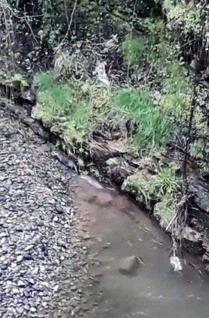 Nesli Tükenmekte Olan Su Samuru Giresun’un Çanakçı Deresi’nde Görüldü