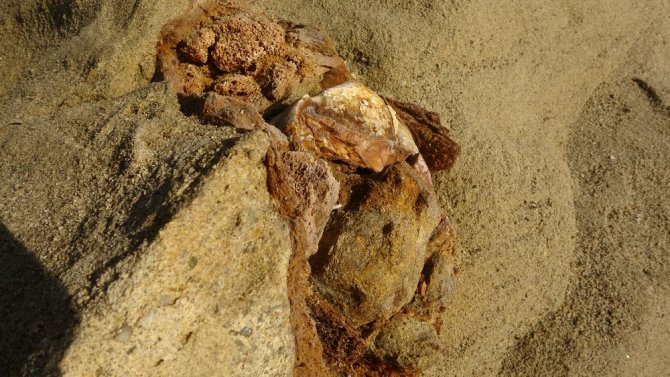 Çanakkale’de 9 Milyon Yıl Öncesine Ait Mamut Fosilleri Bulundu