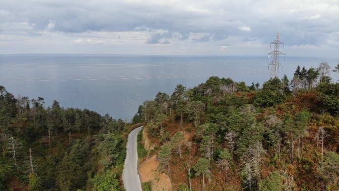 3 Yıl Önceki Yangında Büyük Zarar Gören Çamburnu Sarıçam Ormanları’nın Geleceği Kurtarıldı
