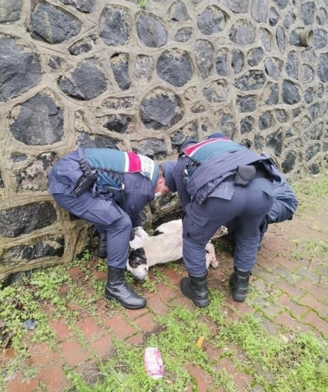 Yaralı Halde Bulunan Köpek Koruma Altına Alındı