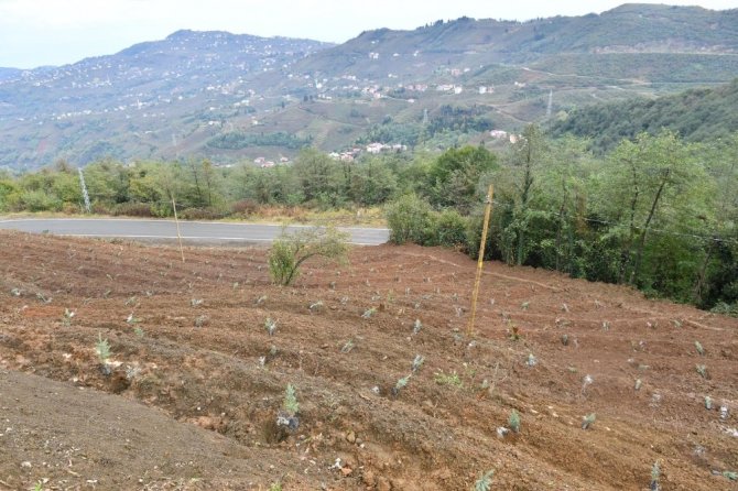 Minik Eller Fidanları Toprakla Buluşturdu