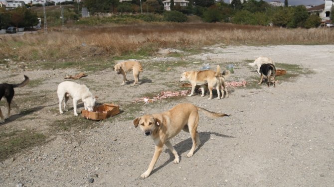 Emekli Bahri Amca Sokak Hayvanlarına Gözü Gibi Bakıyor