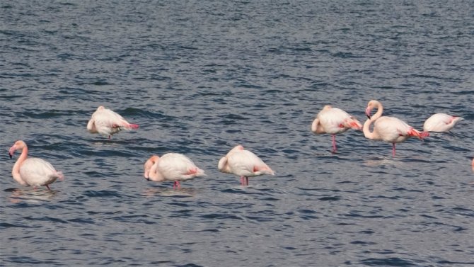 Erçek Gölü’nde Flamingoların Göç Hazırlığı