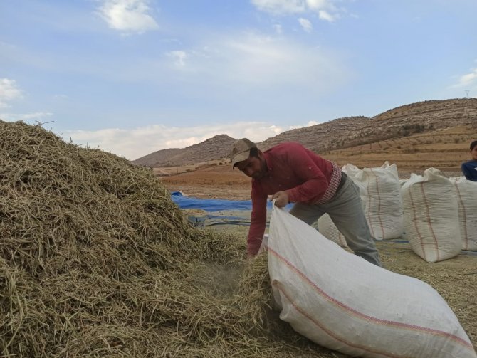 Siirt’te Fıstık Atığı Birçok Ailenin Geçim Kaynağı Oldu
