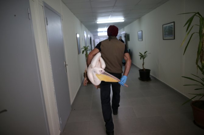 Böyle Vahşet Görülmedi...avcıların Vurduğu Yaralı Pelikan Tedavi Altına Alındı
