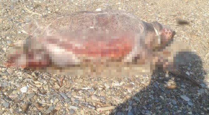 Caratte Caretta Boynunda İple Sahile Vurdu
