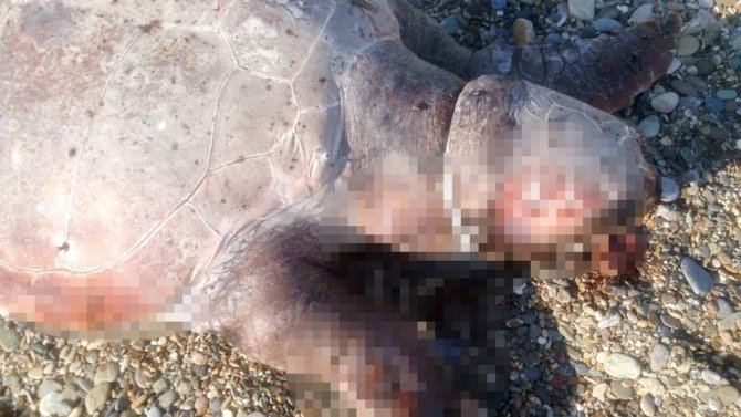 Caratte Caretta Boynunda İple Sahile Vurdu