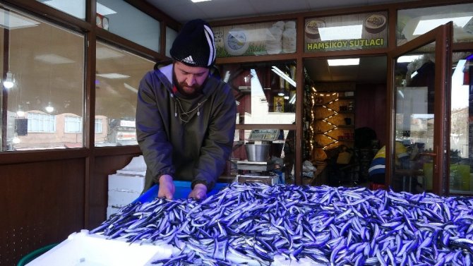 Hamsi Gel Gitleri Yaşıyor