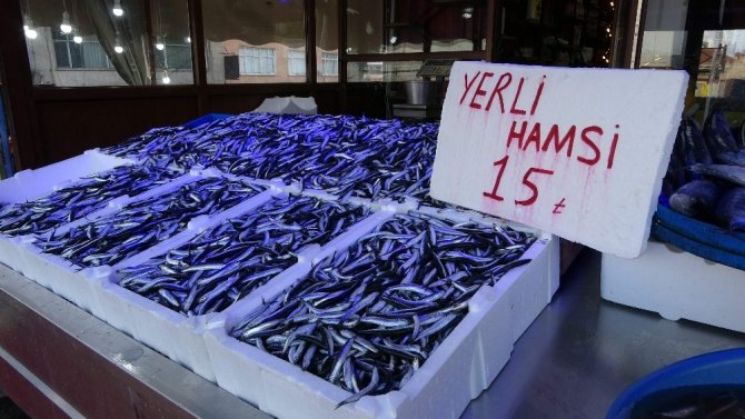 Hamsi Gel Gitleri Yaşıyor