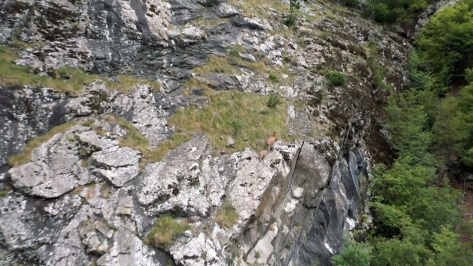 Keçilerin Zirveye Yolculuğu Havadan Görüntülendi