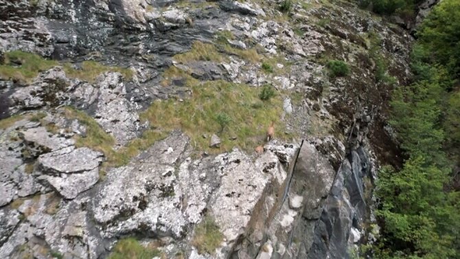 Keçilerin Zirveye Yolculuğu Havadan Görüntülendi