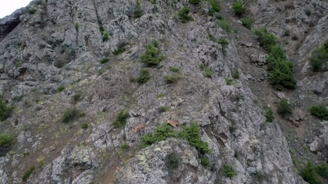 Keçilerin Zirveye Yolculuğu Havadan Görüntülendi