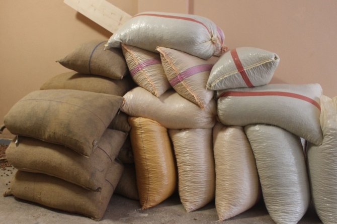 Giresun’da Fındık Fiyatları 24 Liraya Düştü