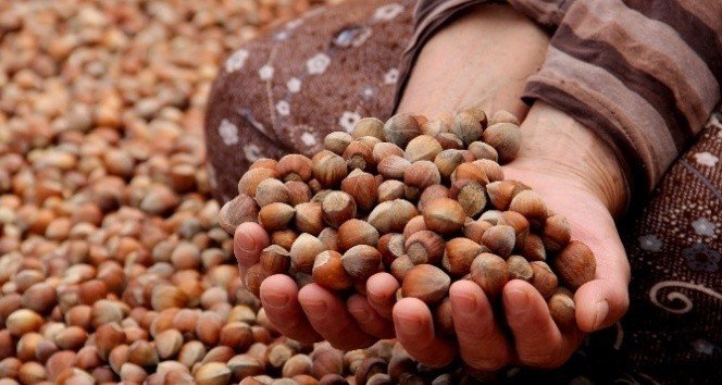 Giresun’da Fındık Fiyatları 24 Liraya Düştü