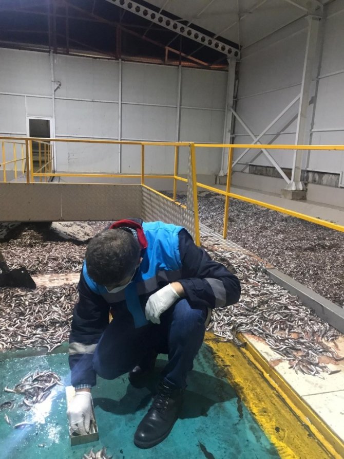 Trabzon’da 50 Ton Hamsiye El Konuldu