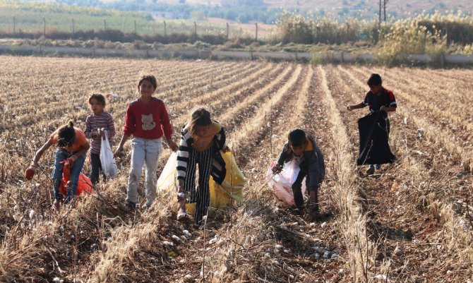 Tarlada Kalan Kirli Ve Saçılmış Pamuklar Geçim Kaynağı Oldu