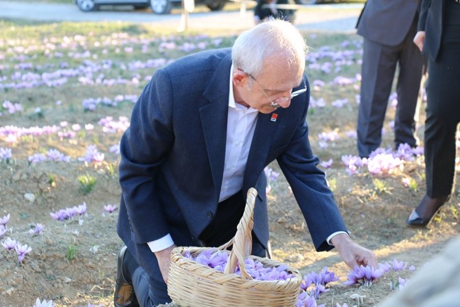 Chp Genel Başkanı Kılıçdaroğlu Safran Tarlasında Hasat Yaptı