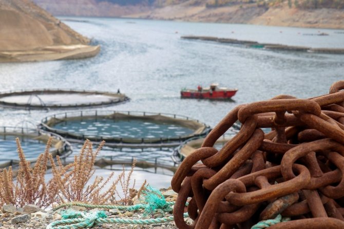 Denizi Olmayan Gümüşhane’den Somon İhraç Ediliyor