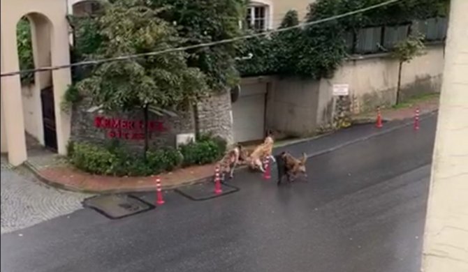 İstanbul’da Başıboş Köpeklerin Mahalleliye Korku Yaşattığı Anlar Kamerada