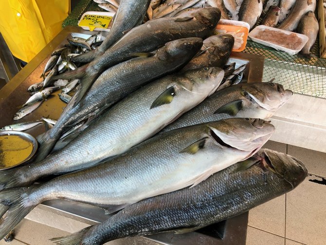 Denizlerde Kofana Balığı Bereketi: Fiyatı 200 Liradan 80 Liraya Düştü
