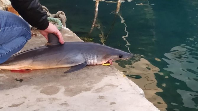 Akyaka Sahilde Ölü Köpekbalığı Bulundu