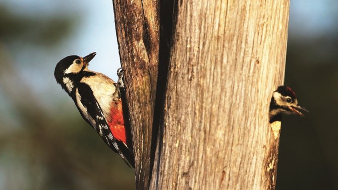 Avrupa’da Üreyen Kuş Türlerinin 313’ü Türkiye’de De Ürüyor