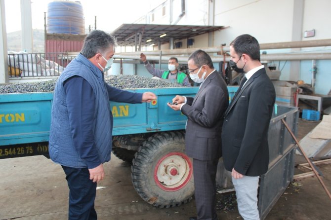 Üzümün Başkentinde Zeytin Üretimi Artıyor