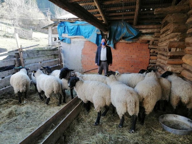 Artvin’e Özgü Bijik Koyununun Yok Olmaması İçin Harekete Geçtiler
