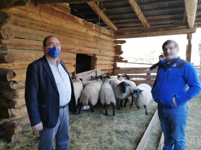 Artvin’e Özgü Bijik Koyununun Yok Olmaması İçin Harekete Geçtiler