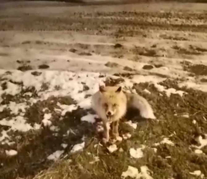 Aç Kalan Tilkiyi Eliyle Besledi