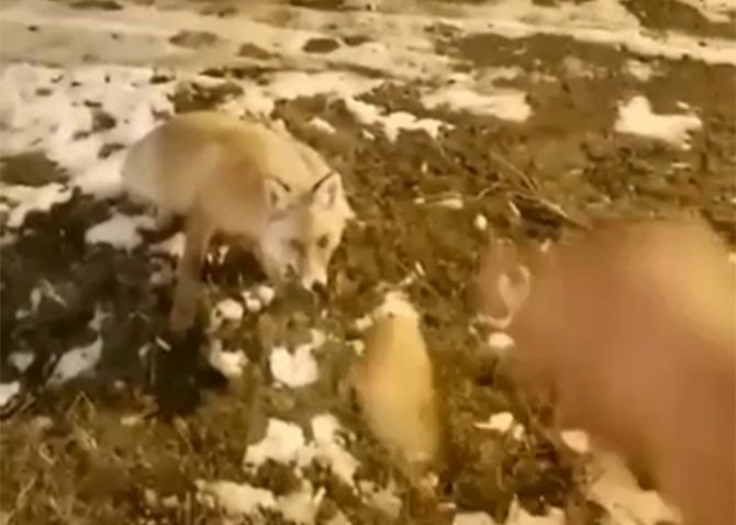 Aç Kalan Tilkiyi Eliyle Besledi