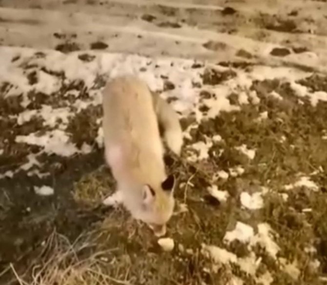 Aç Kalan Tilkiyi Eliyle Besledi