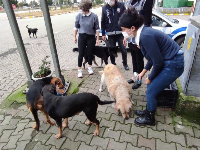 Giresun’da Sokak Hayvanları Sahipsiz Kalmadı