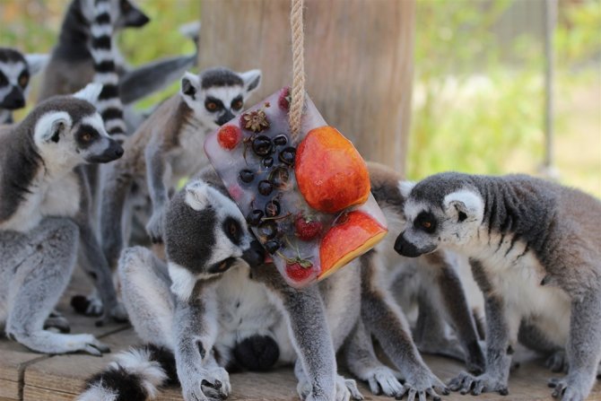 İzmir’de Ormanlık Alanda Ölü Lemur Bulundu