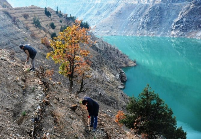 Artvin’de Baraj Havzaları Ağaçlandırılıyor