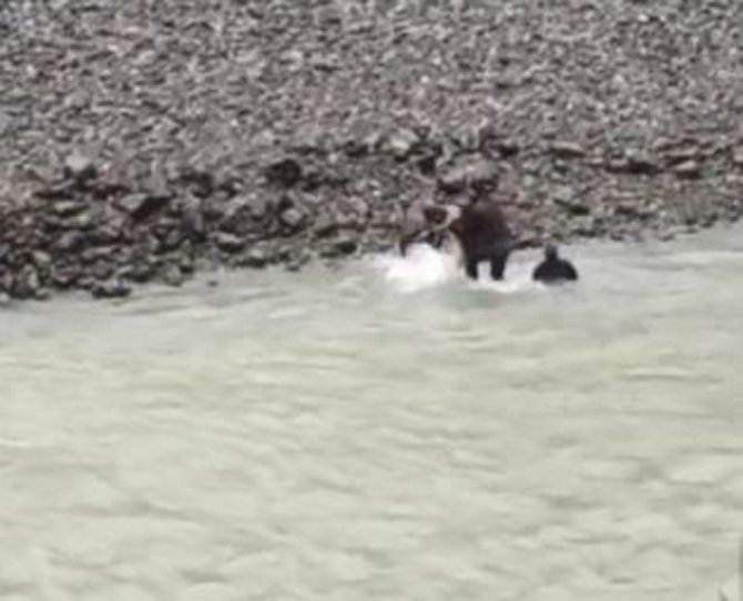 Karacayı Kurtarmak İçin Gözünü Kırpmadan Çoruh Nehri’ne Atladı
