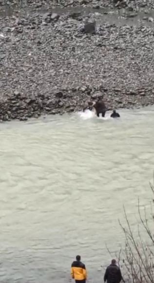 Nehre Düşen Karacayı Kurtarmak İçin Gözünü Kırpmadan Soğuk Sulara Atladı