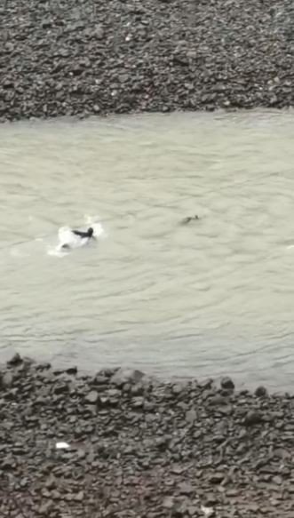 Nehre Düşen Karacayı Kurtarmak İçin Gözünü Kırpmadan Soğuk Sulara Atladı
