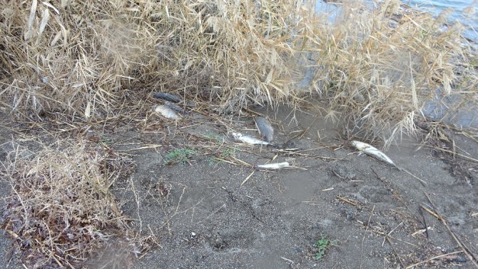 Çanakkale’de Korkutan Balık Ölümleri
