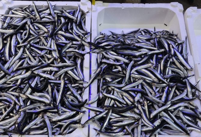 İnce Hamsi Balıkçıyı Memnun Etmedi