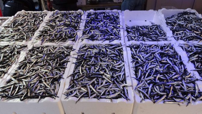 İnce Hamsi Balıkçıyı Memnun Etmedi