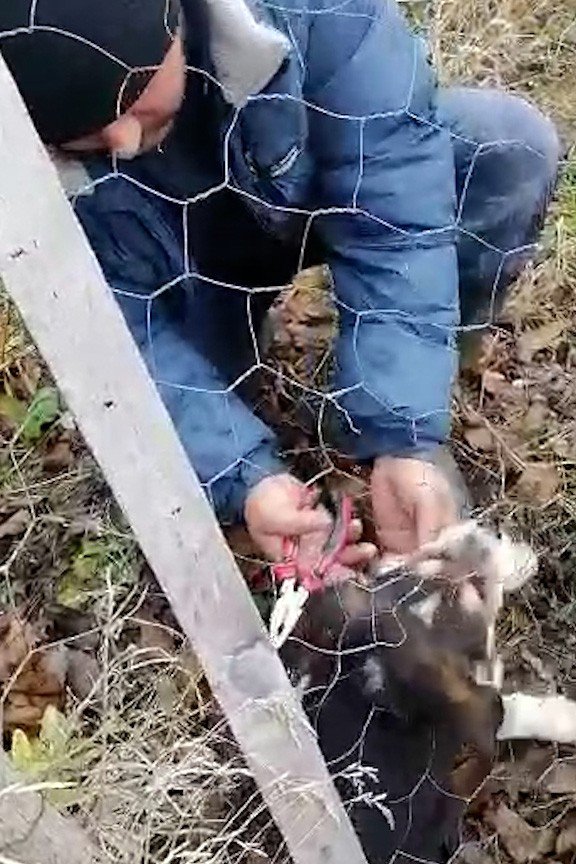 Tellerin Arasına Sıkışan Yavru Köpeği Böyle Kurtardı