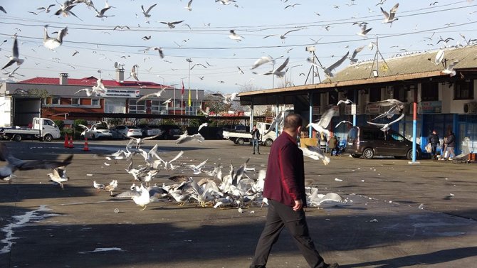 Martıların Balık Atığı Savaşı