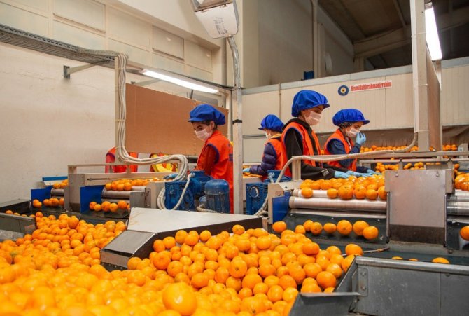 Kırağı Ve Yağmur Mandalina İhracatçısı Ve Üreticisinin Kolunu Kanadını Kırdı