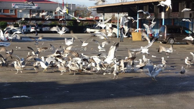 Martıların Balık Atığı Savaşı